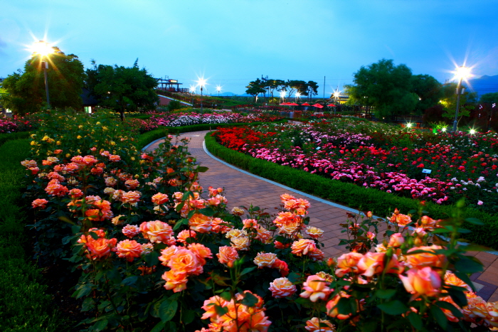 2024 곡성장미축제 기간 입장료 가는길 주차 맛집