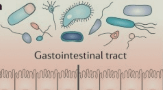 장내-미생물을-그림으로-표현