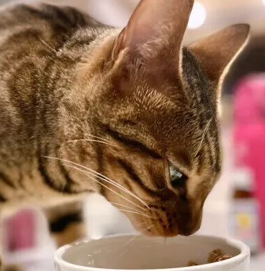 고양이가 거세·피임 수술을 한 후에 주인이 유념해야 할 식품 등