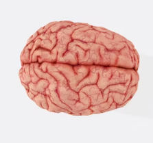 포스파티딜 세린 효능 음식 추천 부작용