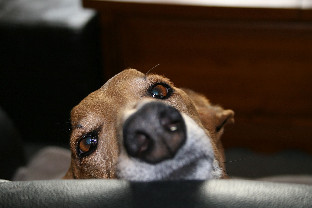 그레이하운드(Greyhound)5