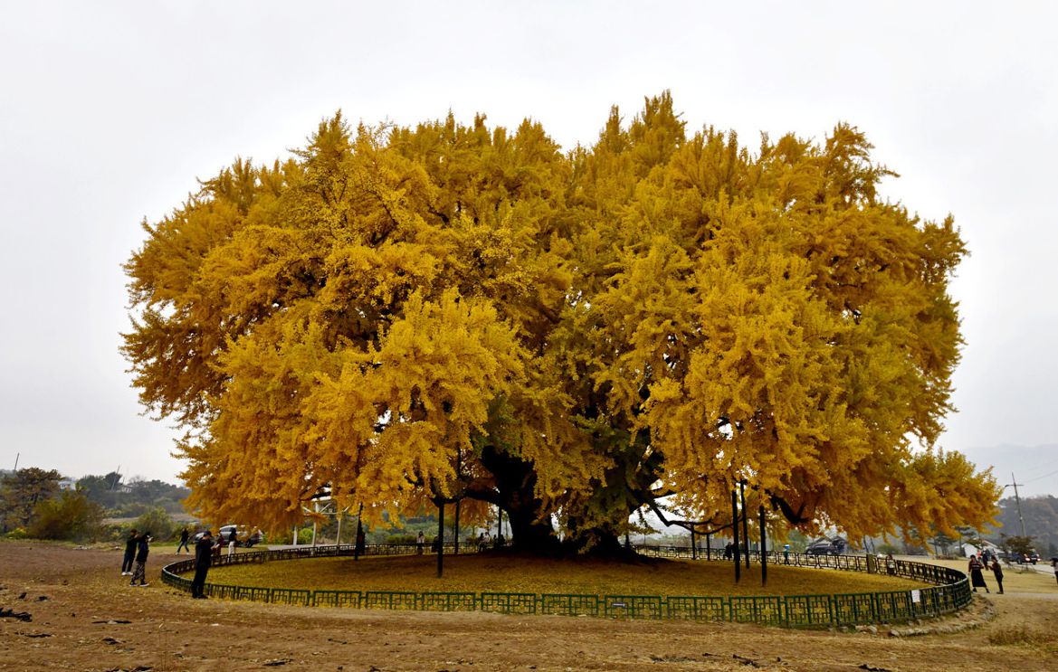 원주 반계리 은행나무