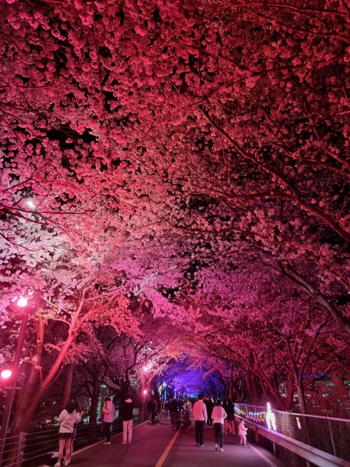 양산시 물금벚꽃축제 기본일정과 프로그램 소개