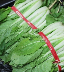 얼갈이 배추 효능 부작용 영양소 먹는방법