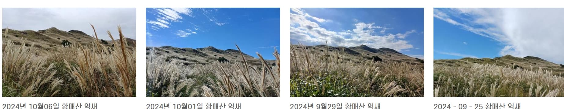 [경남 합천] 지역 가을 축제❘황매산 억새 축제❘기간, 일정, 실시간 개화 현황