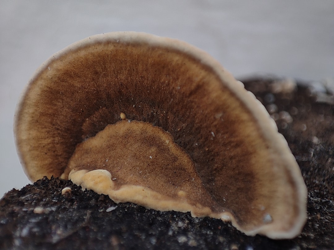Dried shiitake mushroom