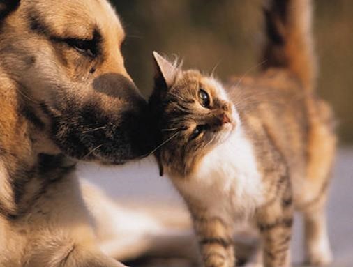 몸 부비는 고양이