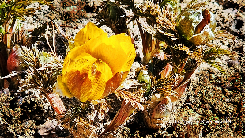 복수초(福壽草),측금잔화(側金盞花),설연화(雪蓮花)