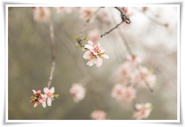 "살구꽃과 살구" 수줍은 듯 피어나는 봄 날의 은밀한 분홍빛 속삭임!