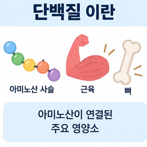 아미노산 사슬과 근육 뼈 아이콘 위에 단백질 이란 문구가 표시된 대표 이미지