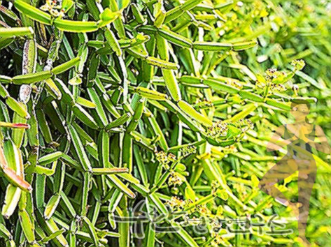 시서스 효능 부작용