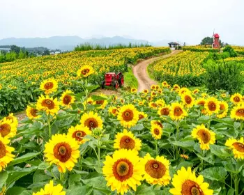 강주 해바라기 축제_2