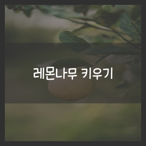 레몬나무 키우기