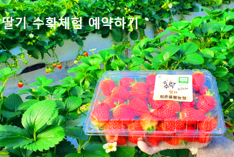 율봄식물원 딸기 수확 체험