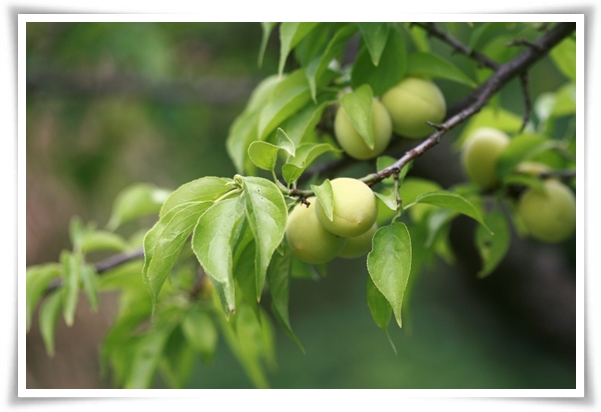 텃밭 "6월, 매실 수확하세요!" 초록빛 활력의 싱그러운 여름의 맛 매실!