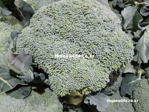 브로콜리 효능의 영양 성분 실사진