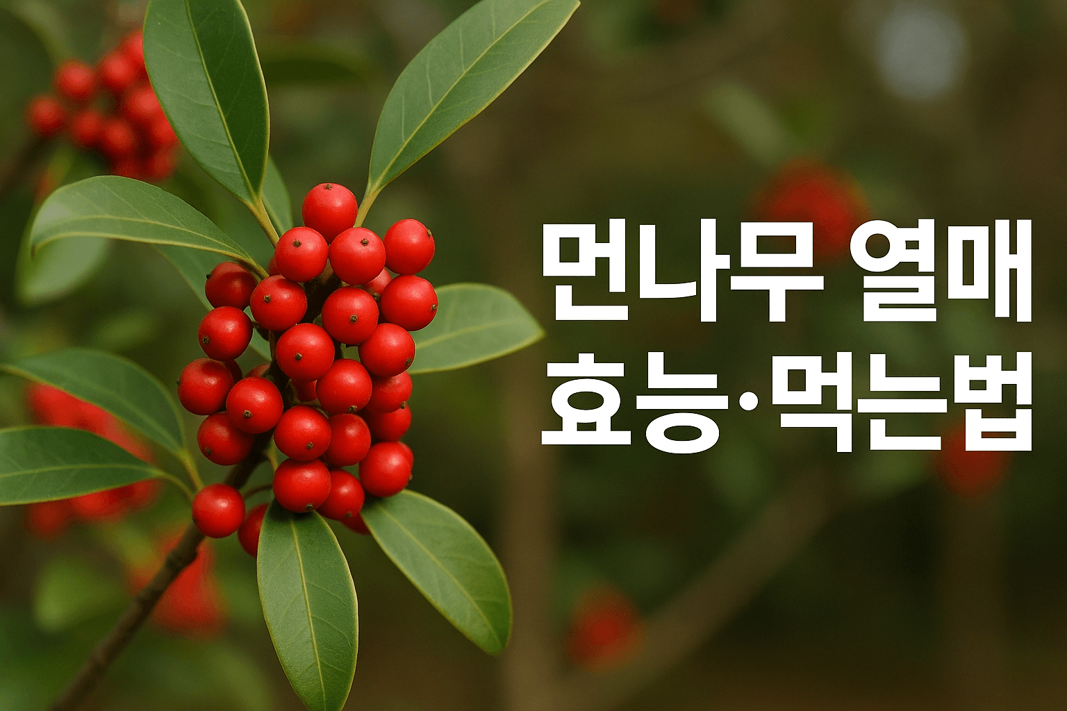 먼나무 열매 효능·먹는법·꽃말 핵심정리|식용 안전성까지 꼭 확인하세요!
