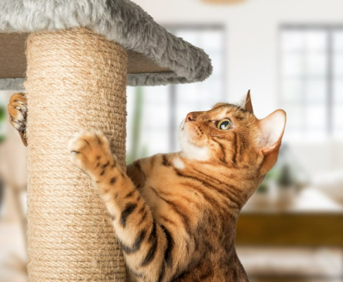 고양이 링웜 증상, 원인, 치료, 예방 총정리 원형탈모 무슨일?