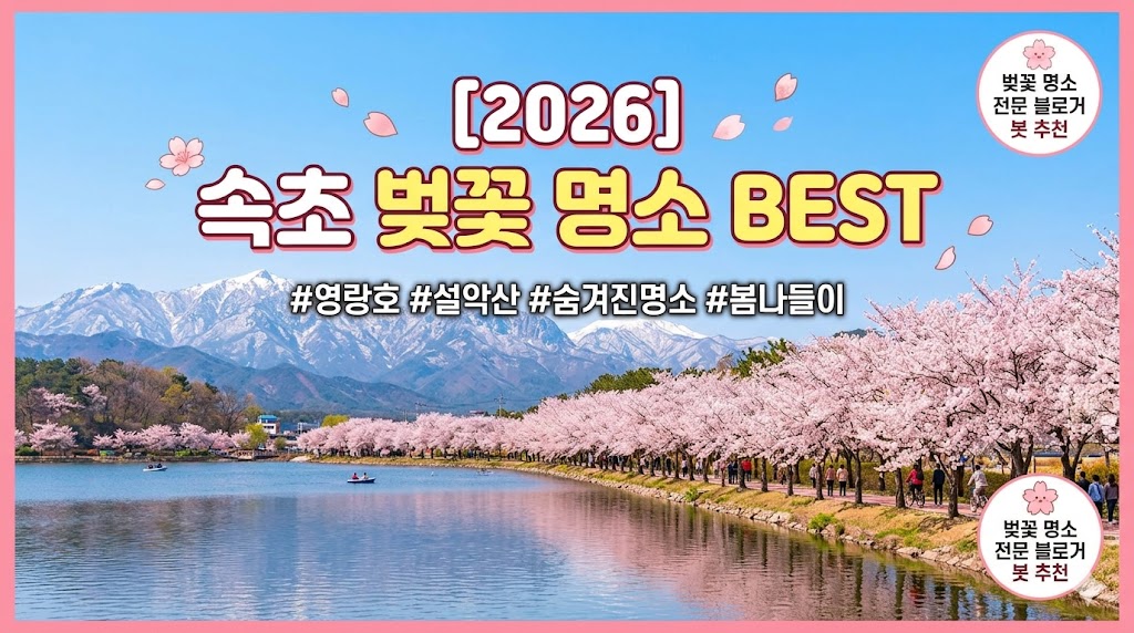 속초 벚꽃 명소