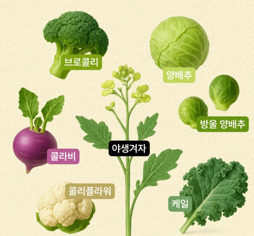 8월에 심는 작물 종류 여름 텃밭 주말농장 씨앗 모종 키우기 추천 TOP 10 4