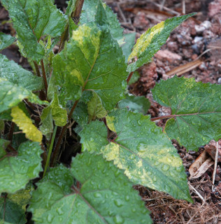취나물 효능 부작용 칼로리 고르는법