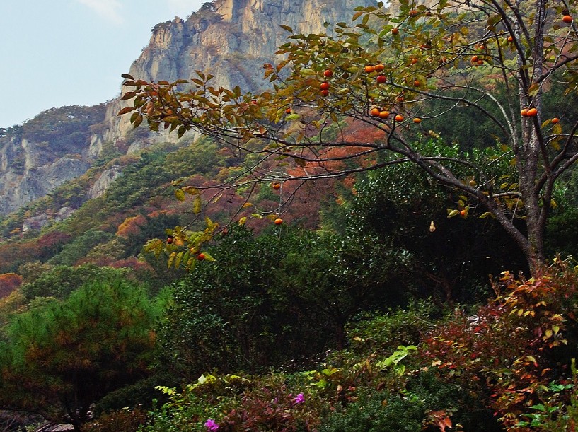 [국내가을여행지추천] 단풍명소 - 전남 가을 여행지 추천 장성 백양사
