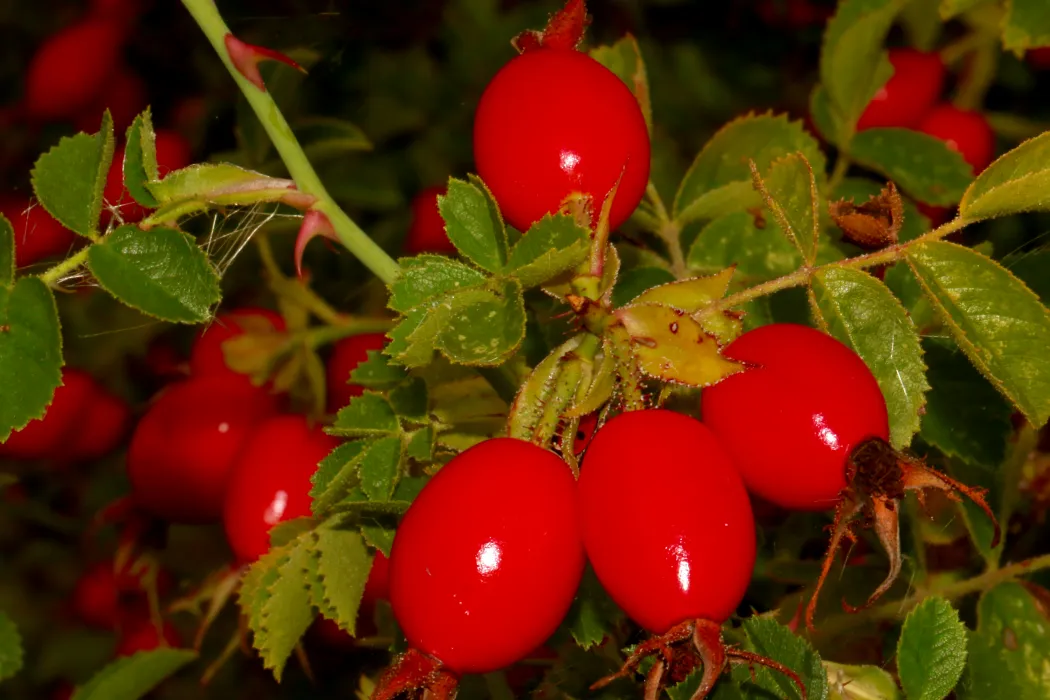 구기자-효능-부작용-하루-섭취량-관련-사진