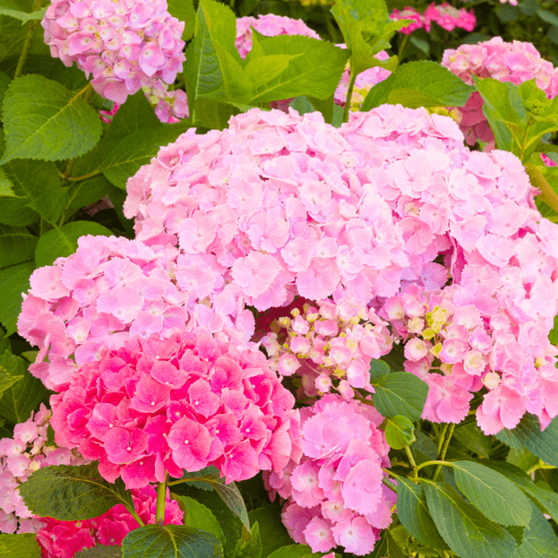 용인 자작나무숲 봄꽃축제