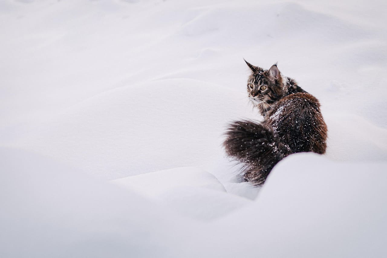 고양이 백내장 원인
