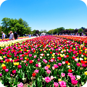 튤립축제 이미지