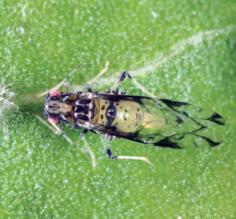 배롱나무알락진딧물 성충