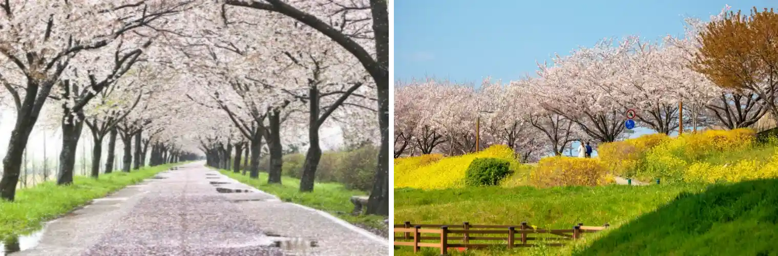 대저생태공원 벚꽃 사진