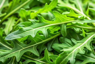 루꼴라 샌드위치