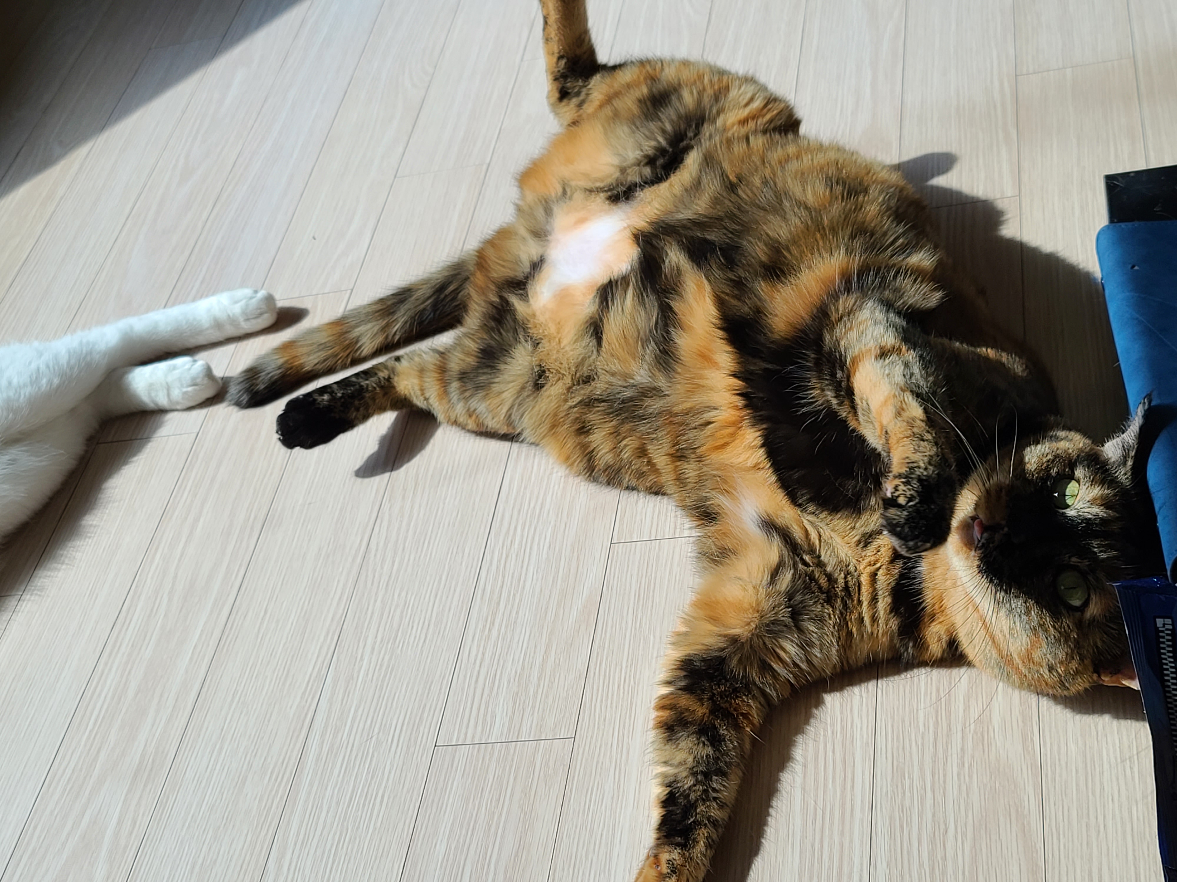 우리집 고양이들에게 전기장판은 선택이 아닌 필수! 보일러가 고장난 3일동안 아홉냥이들은...