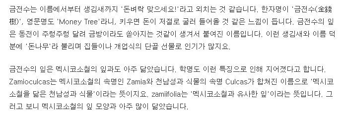 금전수의 꽃말과 머니트리라는 이름