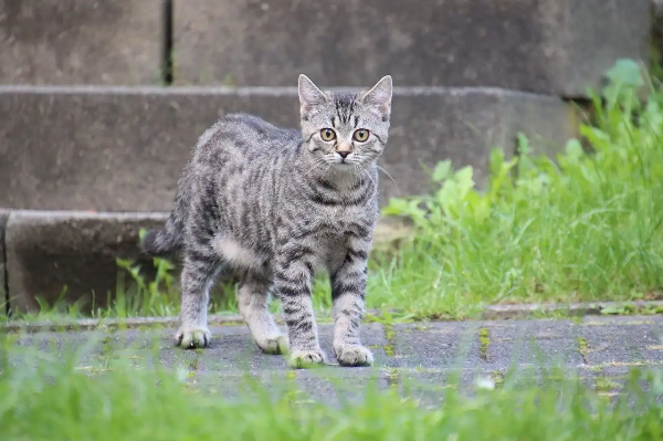 고양이 관절 건강 관리의 필요성과 방법