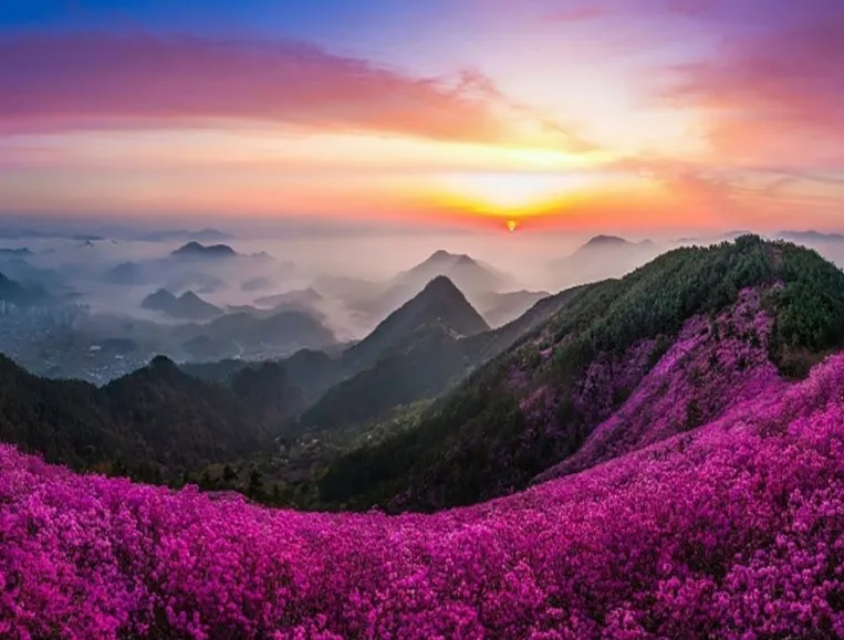 천주산 진달래 축제