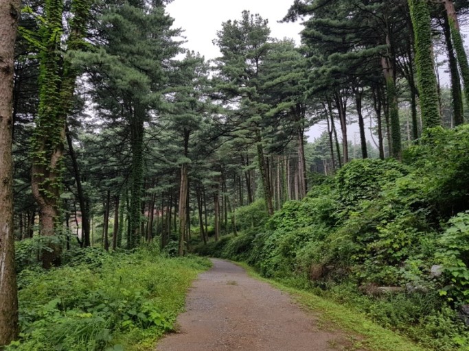 잣향기 푸른 숲