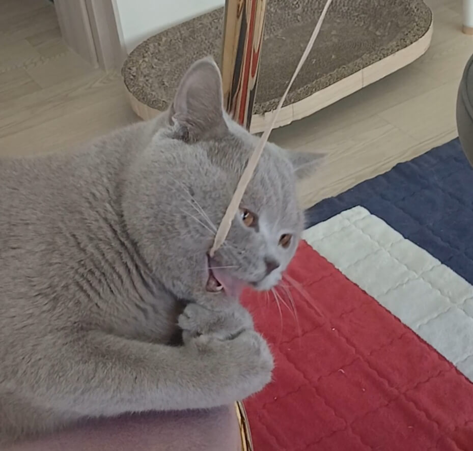 노트에 붙어있는 끈을 물고 있어요.항상 주의 깊게 관찰해야 합니다.