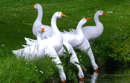 푸른 풀밭에 거위 8마리가 서 있다. 그 중 3마리는 풀밭 앞에 있는 연못에 부리를 넣고 물을 마시는 중이다.