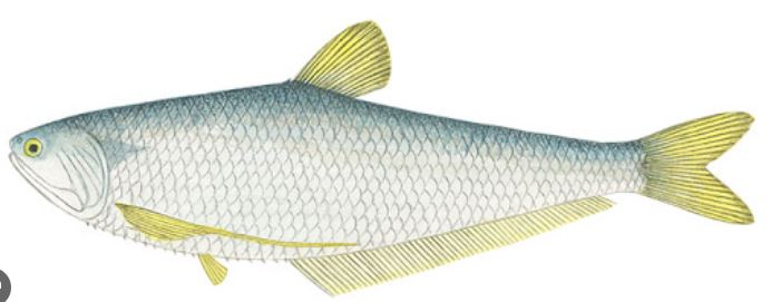 반지