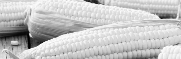 초당옥수수 먹는법