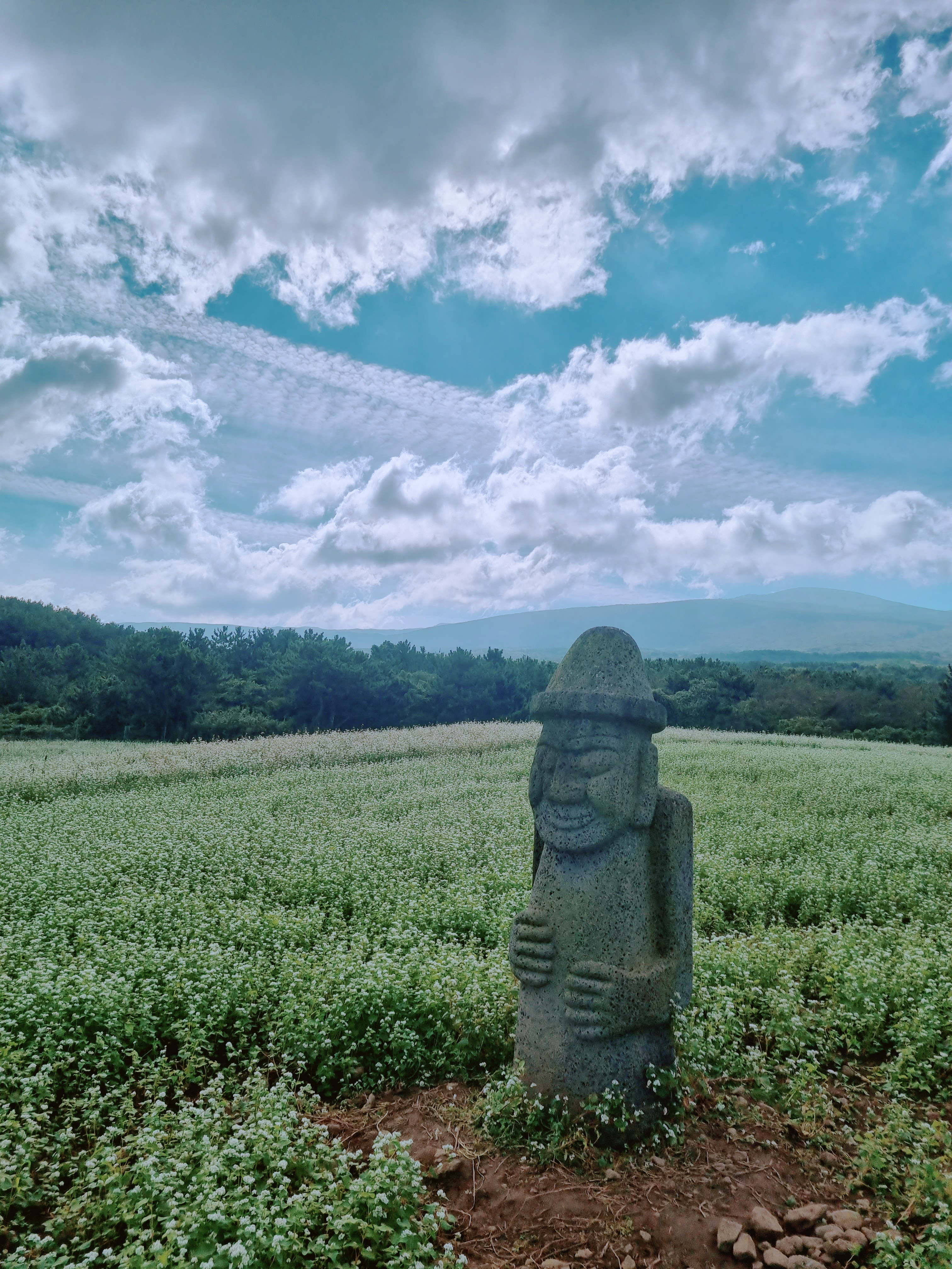 오라동 메밀꽃밭