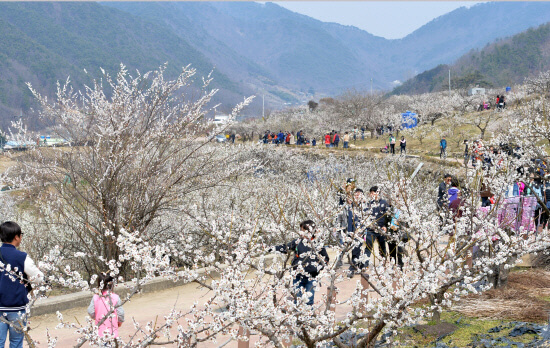 2023 양산 매화 축제