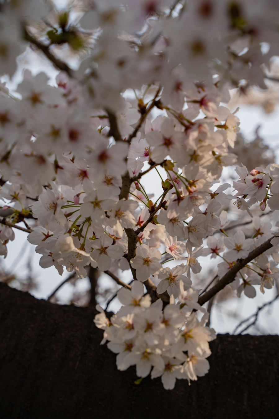 아주대학교 벚꽃