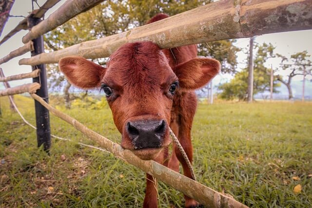 2024년 신년운세 소띠4월운세 꾹 참고 한방~