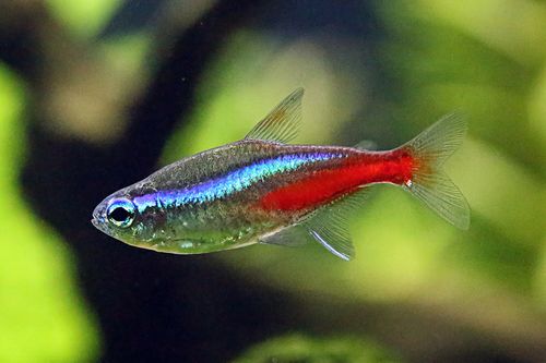 이 사진은 열대어 네온테트라의 사진입니다