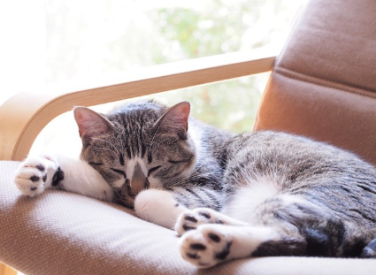 의자 위에서 햇볕을 쬐고 있는 고양이.