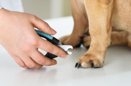 강아지 쿠싱증후군 7가지 원인