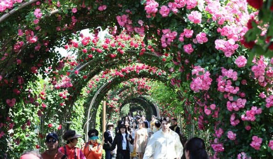 2024 중랑 서울장미축제&amp;#44; 곡성 세계장미축제&amp;#44; 삼척 장미축제&amp;#44; 울산대공원 장미축제 일정 정보